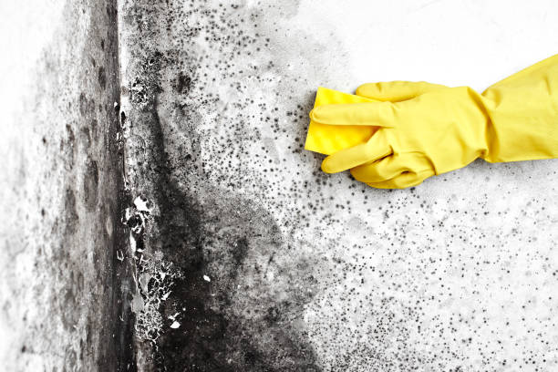 Best Local Mold Removal Service  in Whitehorn Cove, OK