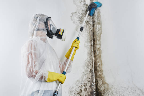 Mold Removal and Inspection in Whitehorn Cove, OK