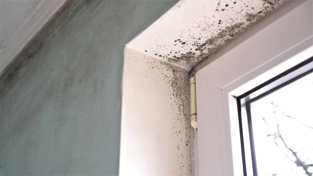 Best Residential Mold Removal  in Whitehorn Cove, OK