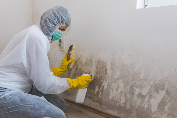 Best Same-Day Mold Removal  in Whitehorn Cove, OK