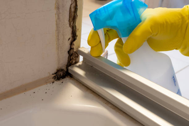 Best Best Mold Removal Companies  in Whitehorn Cove, OK