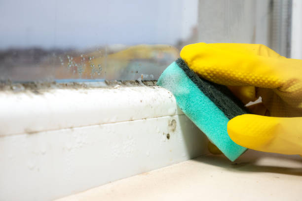  Whitehorn Cove, OK Mold Removal Pros