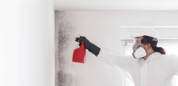 Best Same-Day Mold Removal  in Whitehorn Cove, OK