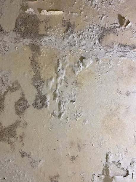 Best Mold Testing  in Whitehorn Cove, OK