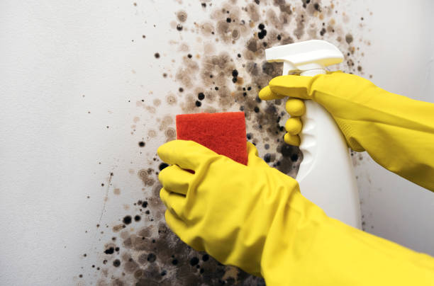 Best Black Mold Removal  in Whitehorn Cove, OK