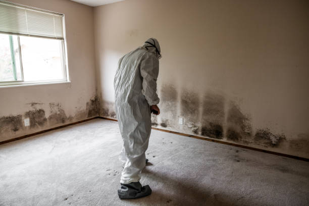 Best Toxic Mold Removal  in Whitehorn Cove, OK