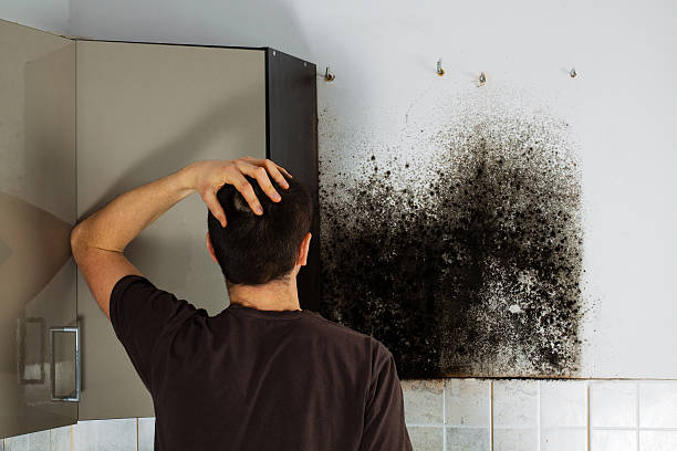 Best Mold Removal Company Near Me  in Whitehorn Cove, OK