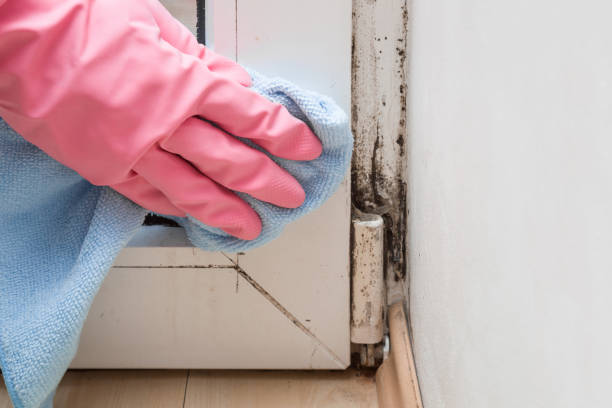 Best Black Mold Removal  in Whitehorn Cove, OK